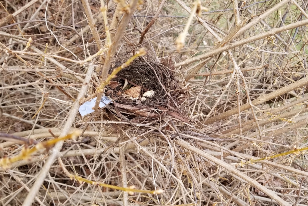 bird nest