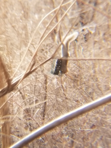 squirrel on birdfeeder