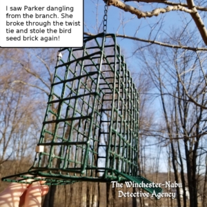 bird feeder