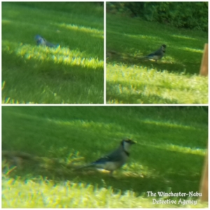 collage of blue jays