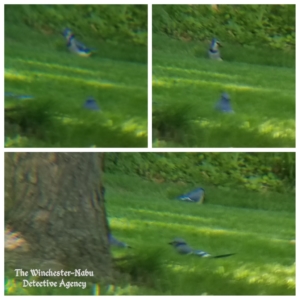 collage of blue jays