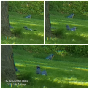 collage of blue jays