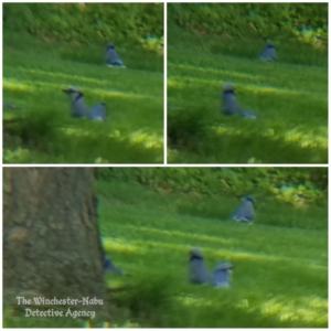 collage of blue jays