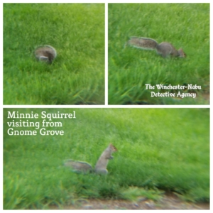 squirrel in grass