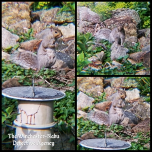 squirrel on rocks