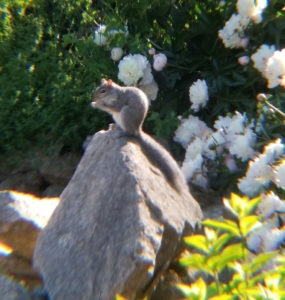 squirrel on rocks