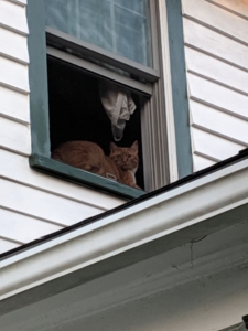 Oliver in window