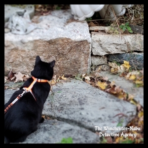 Gus stalking a chipmunk