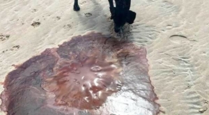 lion's mane jellyfish in Ireland