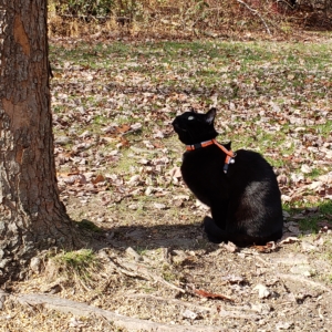 Gus at the base of maple tree