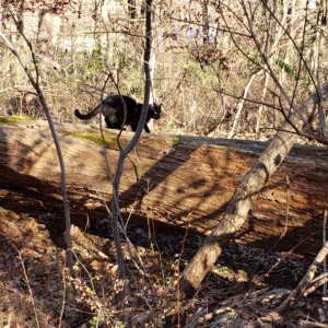 Gus on the fallen tree