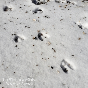 tracks in the snow