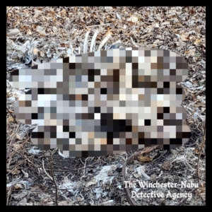 pixelated dead carcass of whitetailed deer or jersey devil