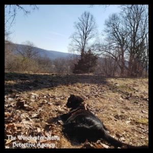 Gus on the mountain