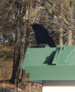 crow or raven on a roof