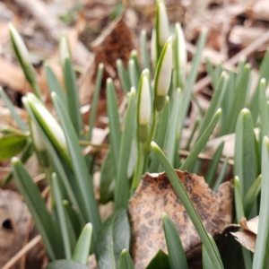 spring flowers sprouting