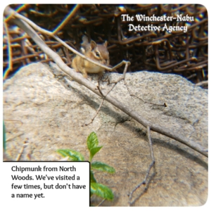 chipmunk Callie Thorne sitting on a rock