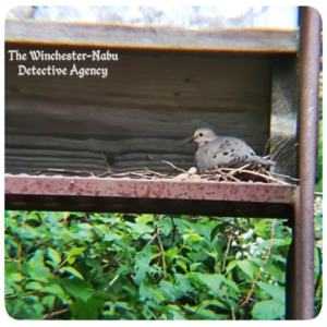 mourning dove bird