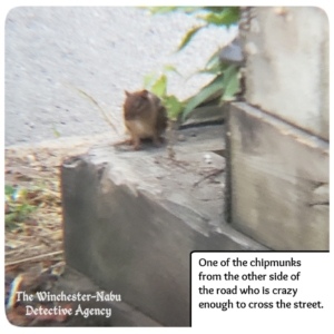 chipmunk on curb