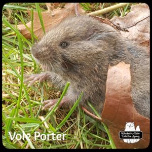 meadow vole