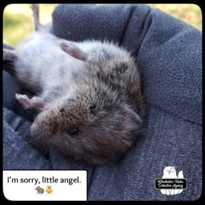 dead meadow vole