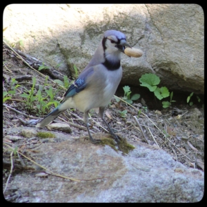 blue jay Mickey Paradiso