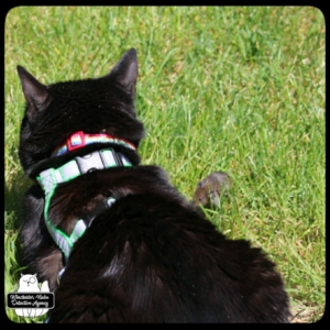 Gus playing with Paula vole in grass