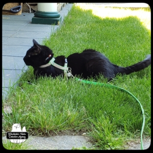 Gus in grass