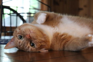 Oliver on table