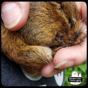 chipmunk rescue