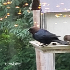 cowbird