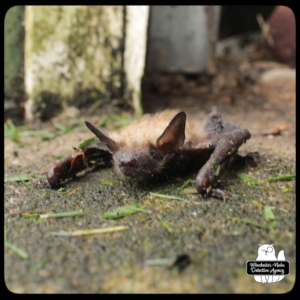 big brown bat on cement floor