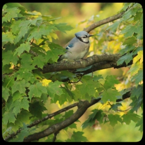 blue jay