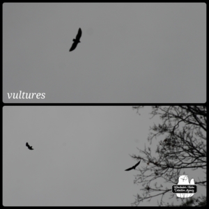 collage of vultures