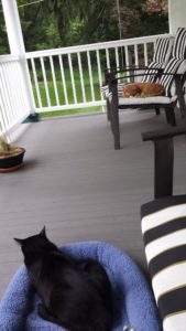 cats napping on balcony