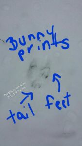 bunny rabbit tracks in snow with arrows pointing to it