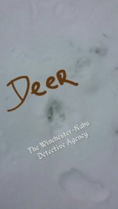 Deer Tracks in snow.