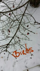 bird tracks in snow.