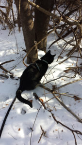 black cat Gus in the snow in the woods