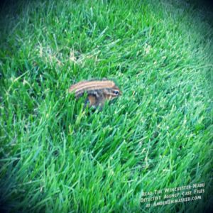 chipmunk in grass