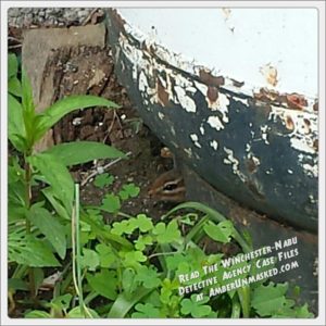 chipmunk poking his head out of the hole at the base of a tank.