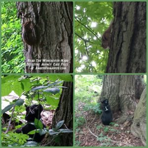 collage of chipmunk climbing a tree and Gus at the base of it.