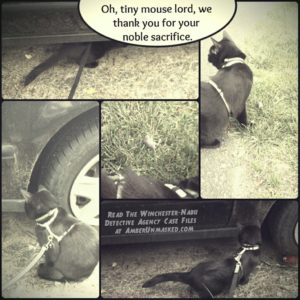 Collage of Gus finding mice around old black car.