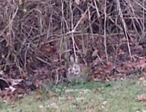 Wolpertinger hard to see against dead, stalky bushes