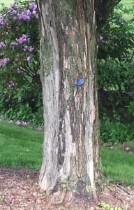 long distance, blurry photo of a bluebird on a ttree trunk