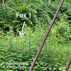 a red fox barely visible at all through high weeds.