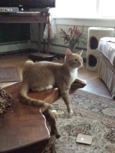 baby Oliver on coffee table draping one front arm off the edge like a tiger in a tree.