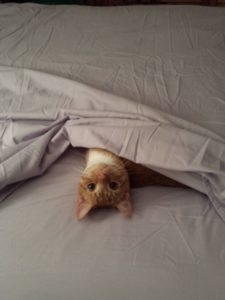 baby oliver under a bed sheet only his head looking out