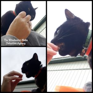 collage of Gus eating treats on Amber's shoulder