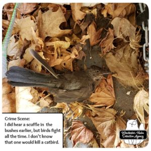 catbird murder